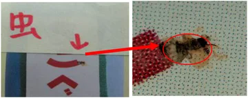 Insect contamination: overview and detail. The red arrow connects the product location on the left to the enlarged insect detail on the right.